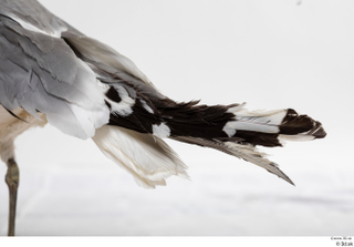 Common gull Larus Canus tail 0007.jpg